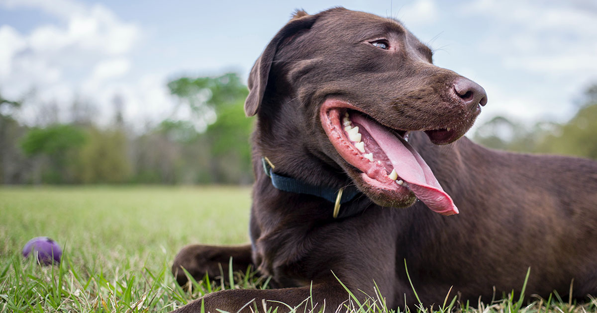 5 Best Dog Parks in Las Vegas for Tourists and Locals