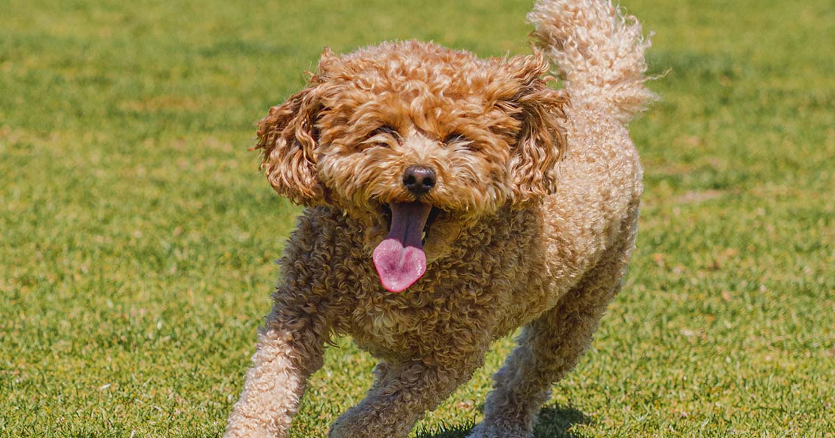 5 Best Dog Parks in Las Vegas for Tourists and Locals