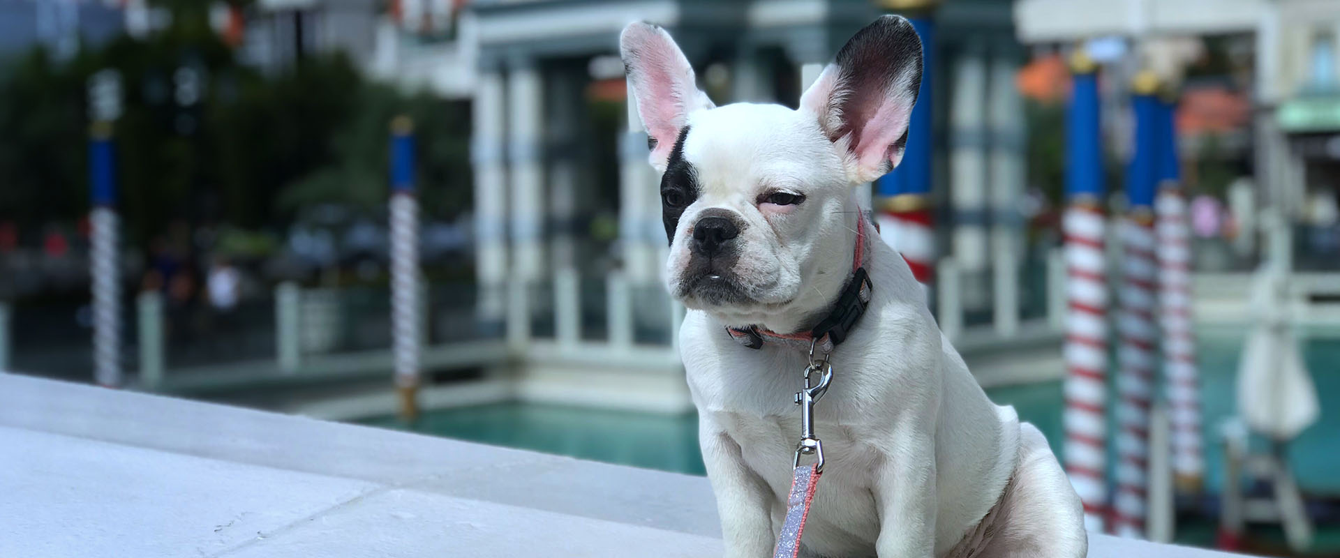 6 Best Pet-Friendly Hotels for Your Vegas Vacation